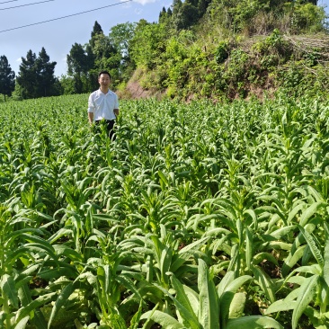 液氮鲜贡菜