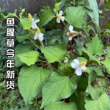 卖农产品