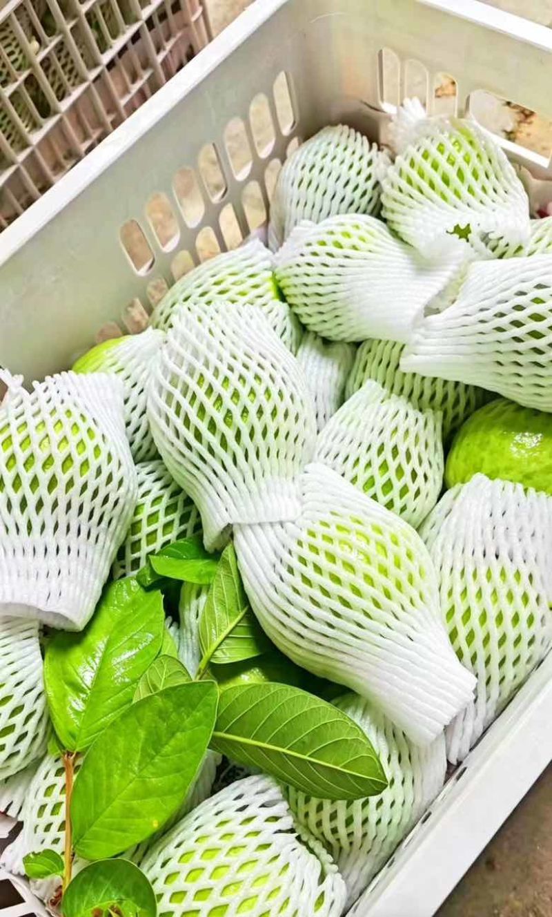 广东湛江产地一手白心芭乐规格在4~6两诚信生意品质靠谱量大