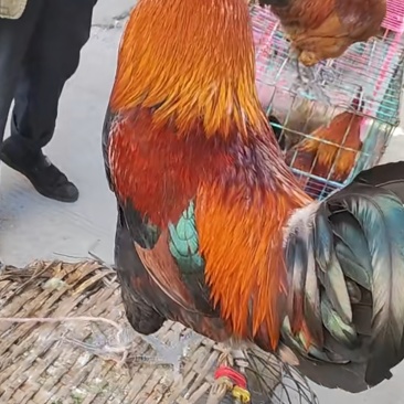 鸡，草药