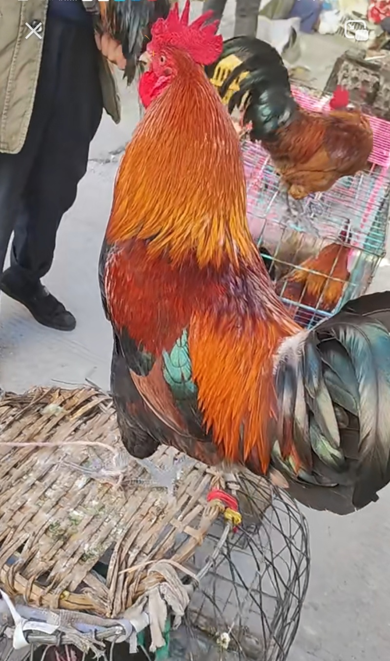 鸡，草药