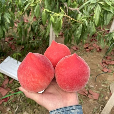 云南红宝石桃子大量上市，喜欢的联系