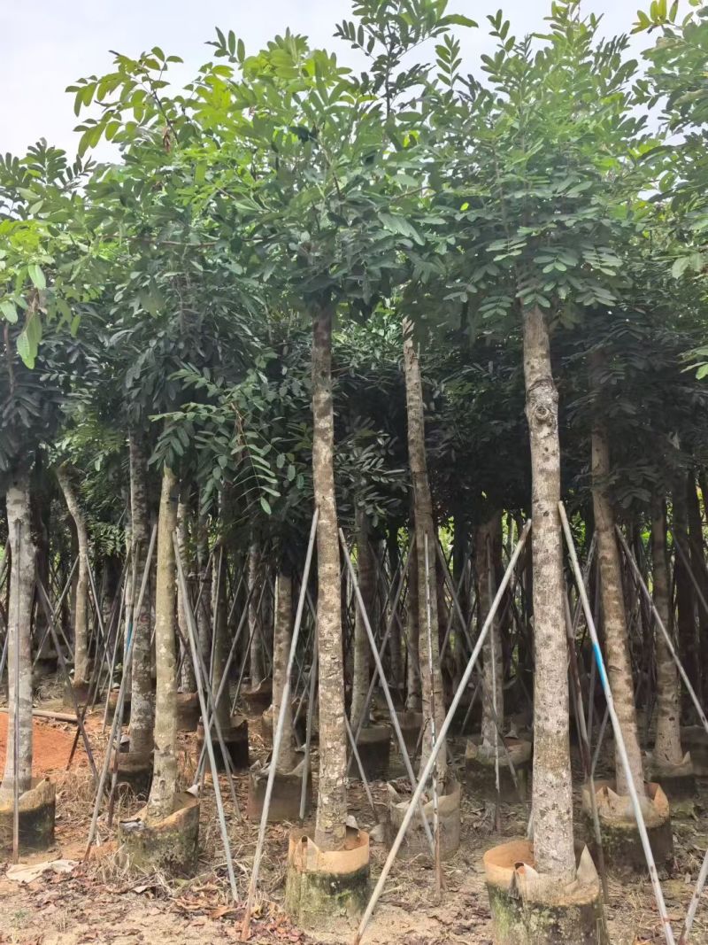 桃花心木12～14～15分，各种规格，