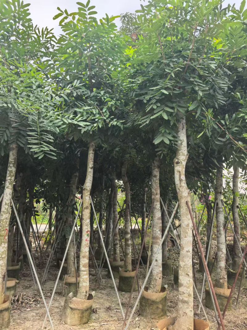 桃花心木12～14～15分，各种规格，