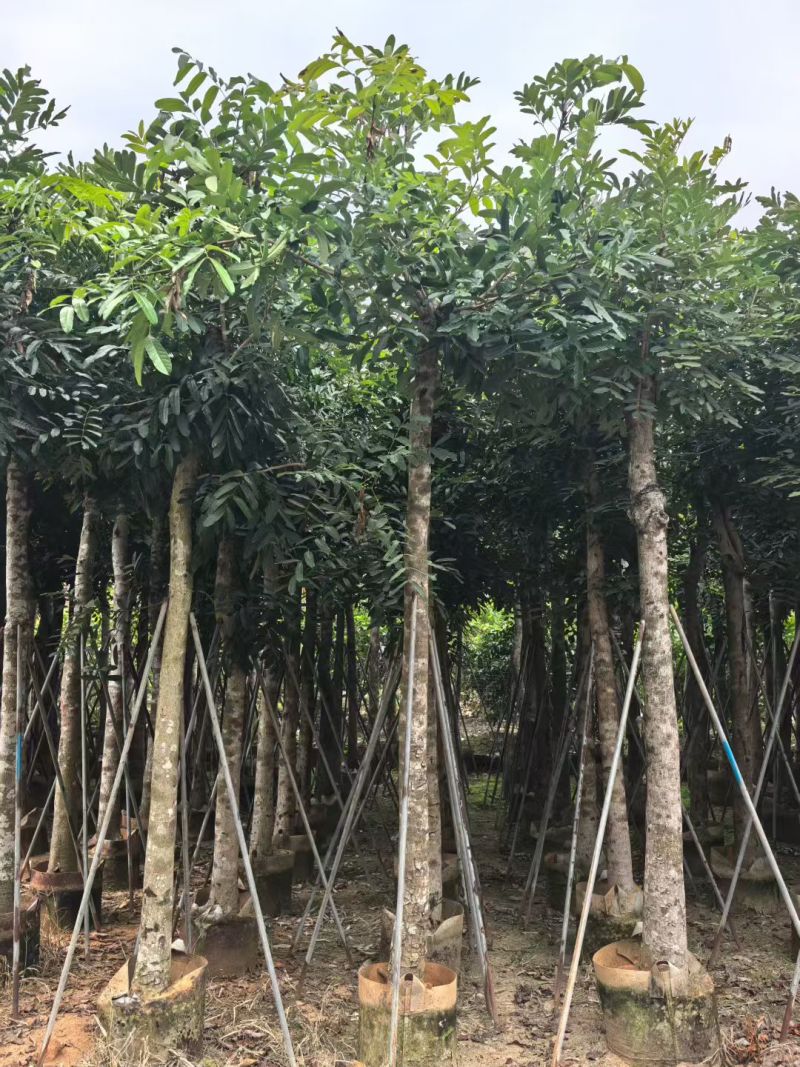 桃花心木12～14～15分，各种规格，