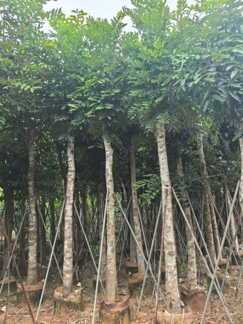 桃花心木12～14～15分，各种规格，