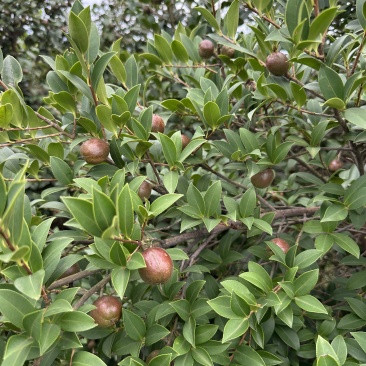 永州山茶油