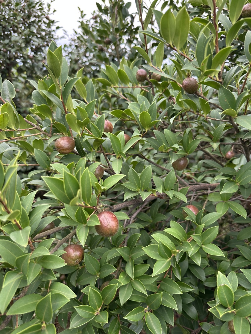 永州山茶油