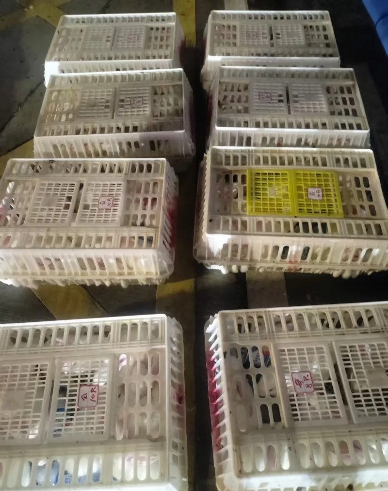 主营：比利时麻兔、新西兰白兔、伊拉兔、规格：1-15斤
