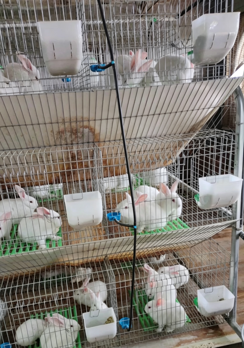 主营：比利时麻兔、新西兰白兔、伊拉兔、规格：1-15斤