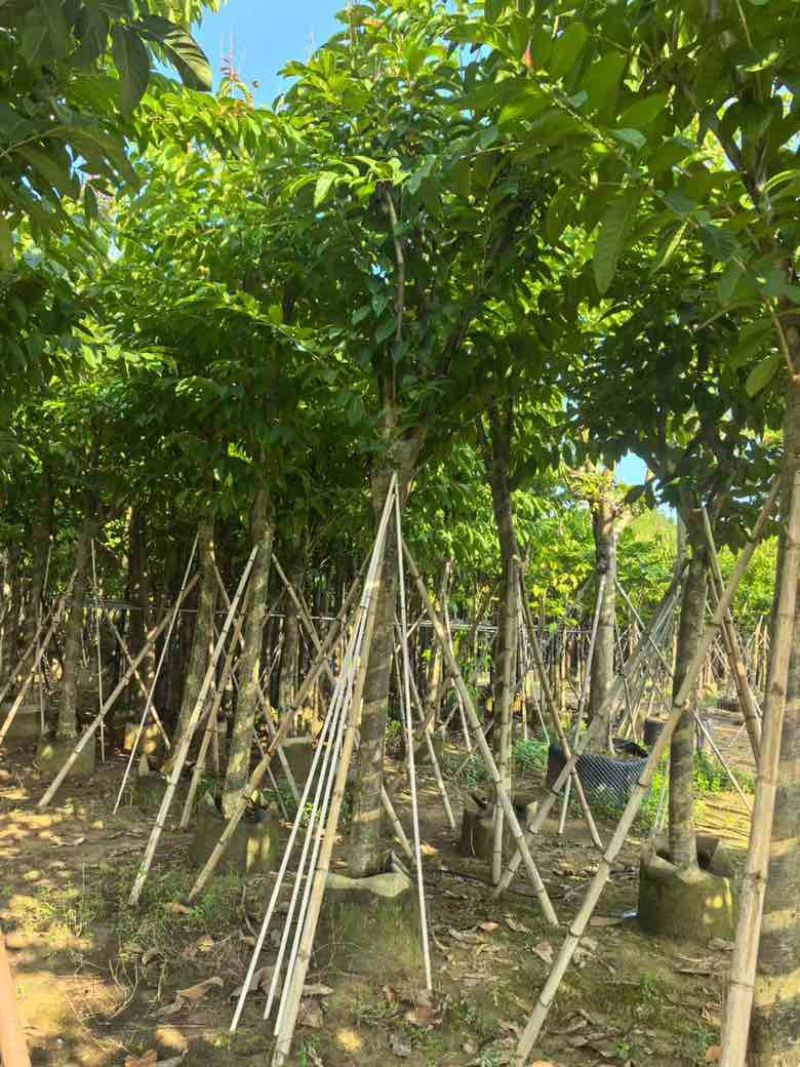 大叶紫薇骨架8-18分，基地直销，价格优惠，大量现货