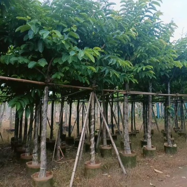 大叶紫薇骨架8-18分，基地直销，价格优惠，大量现货