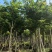 大叶紫薇骨架8-18分，基地直销，价格优惠，大量现货