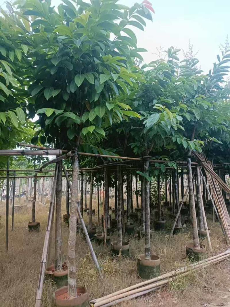 大叶紫薇骨架8-18分，基地直销，价格优惠，大量现货