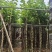 宫粉紫荆3-12分，基地直销，价钱优惠，大量低价出售