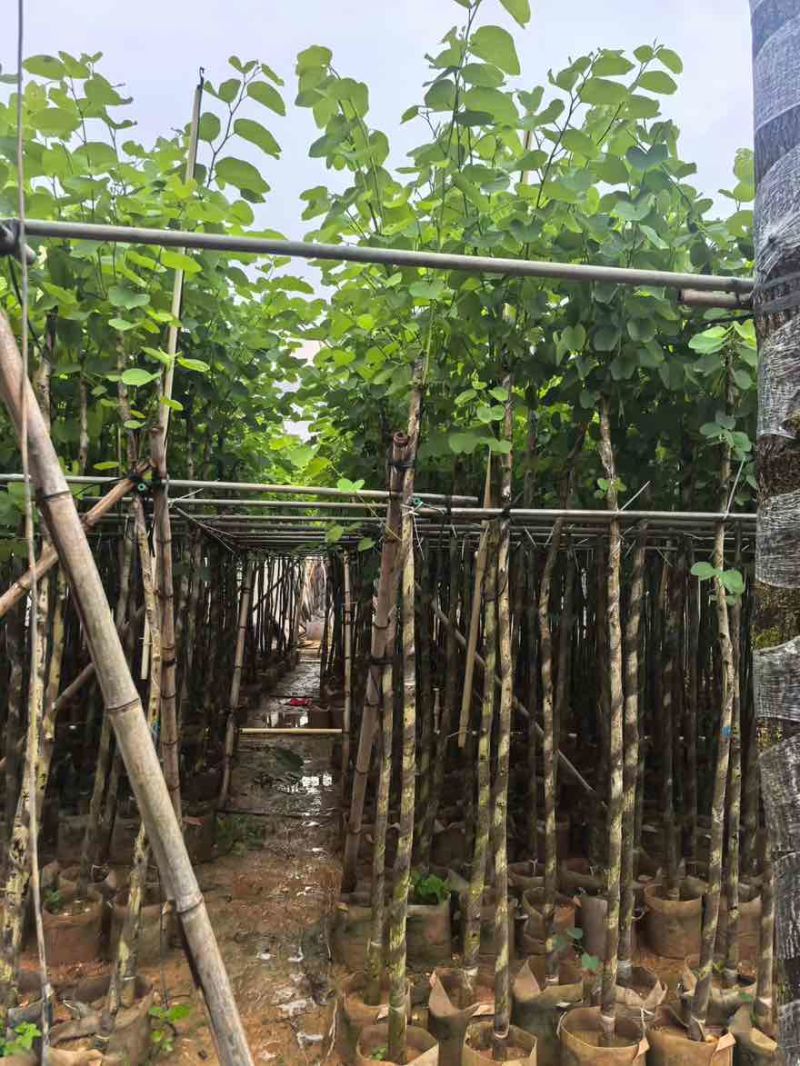 宫粉紫荆3-12分，基地直销，价钱优惠，大量低价出售