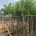 宫粉紫荆3-12分，基地直销，价钱优惠，大量低价出售