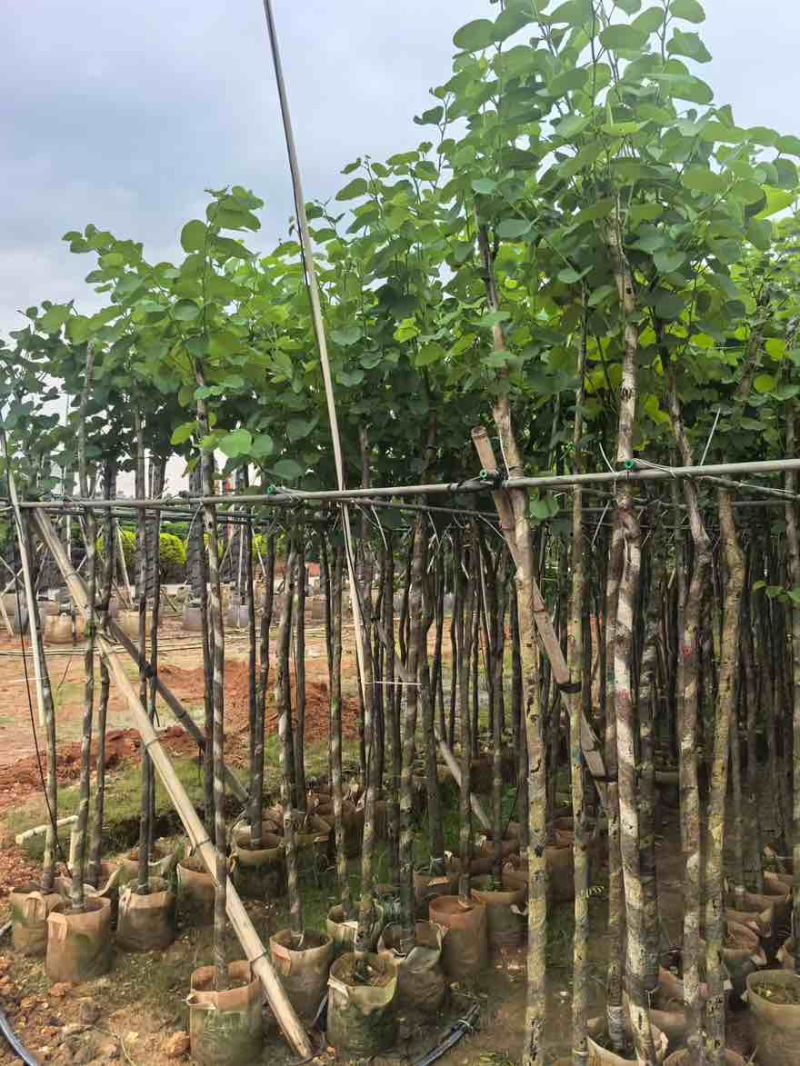 宫粉紫荆3-12分，基地直销，价钱优惠，大量低价出售