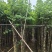 宫粉紫荆3-12分，基地直销，价钱优惠，大量低价出售
