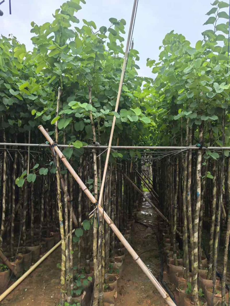 宫粉紫荆3-12分，基地直销，价钱优惠，大量低价出售