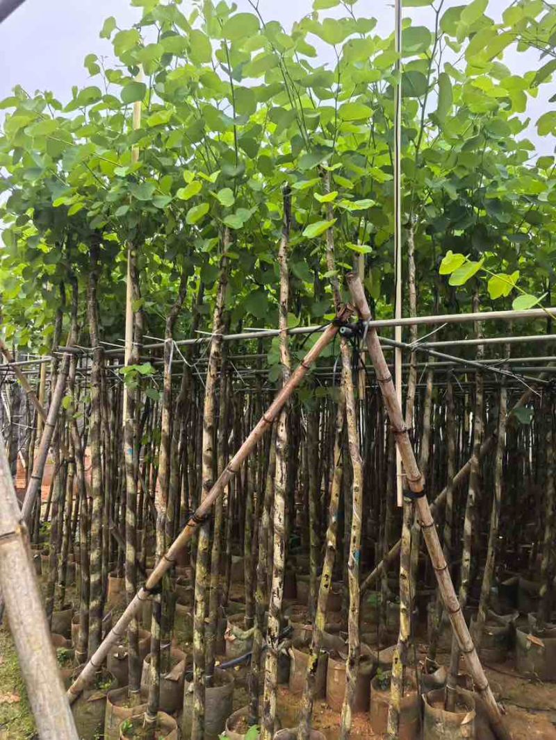 宫粉紫荆3-12分，基地直销，价钱优惠，大量低价出售