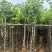 宫粉紫荆3-12分，基地直销，价钱优惠，大量低价出售