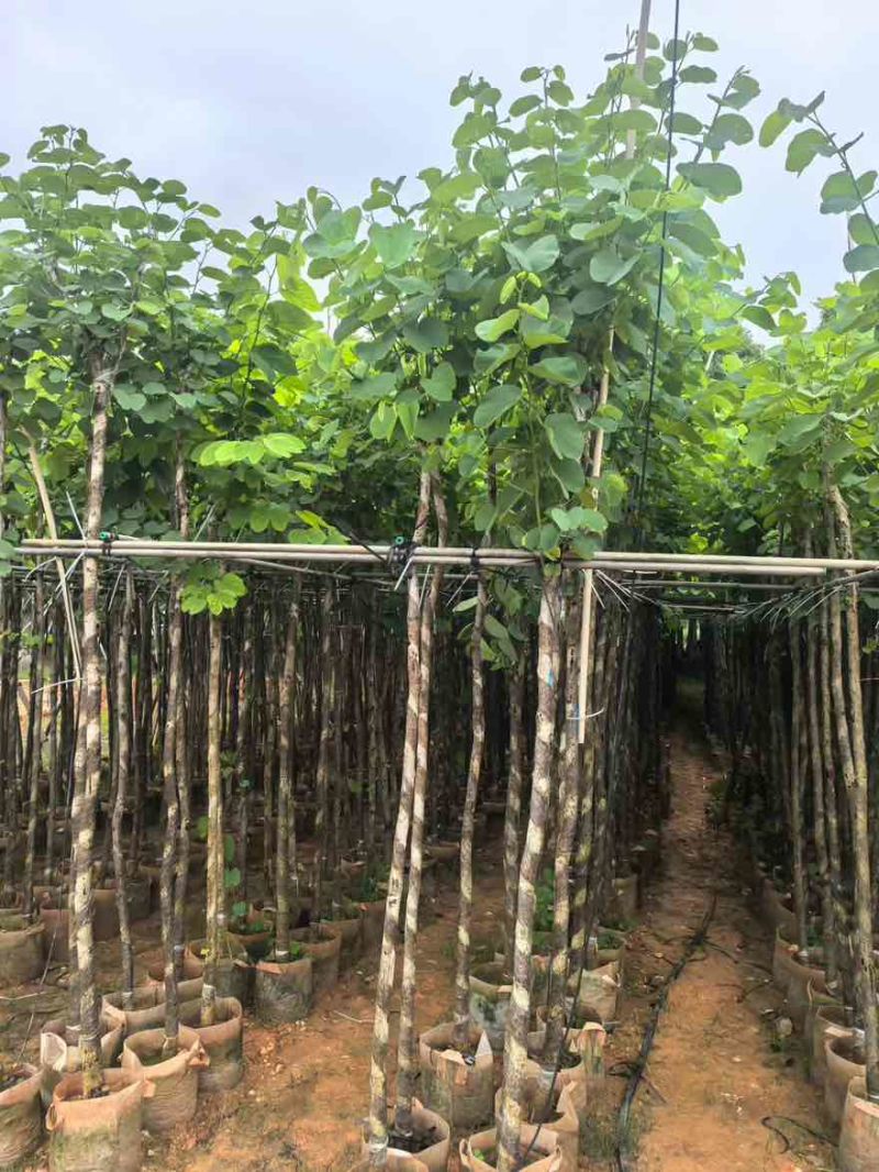 宫粉紫荆3-12分，基地直销，价钱优惠，大量低价出售