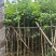 宫粉紫荆3-12分，基地直销，价钱优惠，大量低价出售
