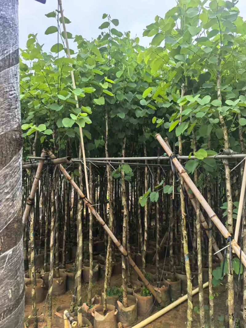 宫粉紫荆3-12分，基地直销，价钱优惠，大量低价出售