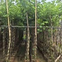 宫粉紫荆3-12分，基地直销，价钱优惠，大量低价出售