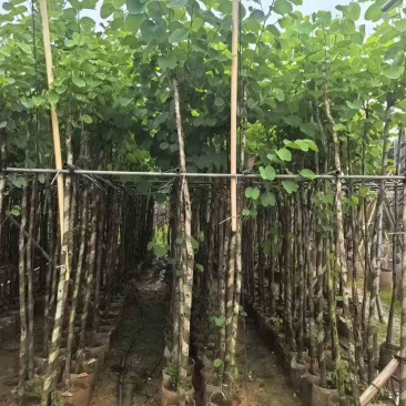 宫粉紫荆3-12分，基地直销，价钱优惠，大量低价出售