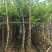 宫粉紫荆3-12分，基地直销，价钱优惠，大量低价出售