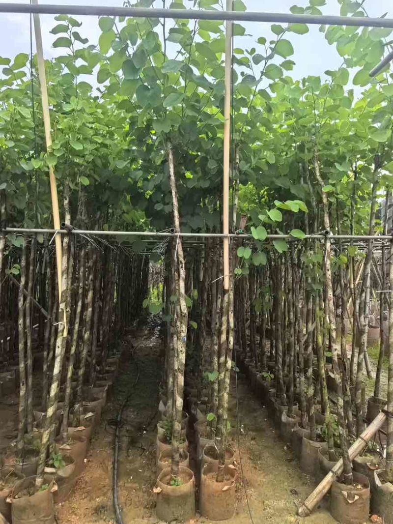 宫粉紫荆3-12分，基地直销，价钱优惠，大量低价出售