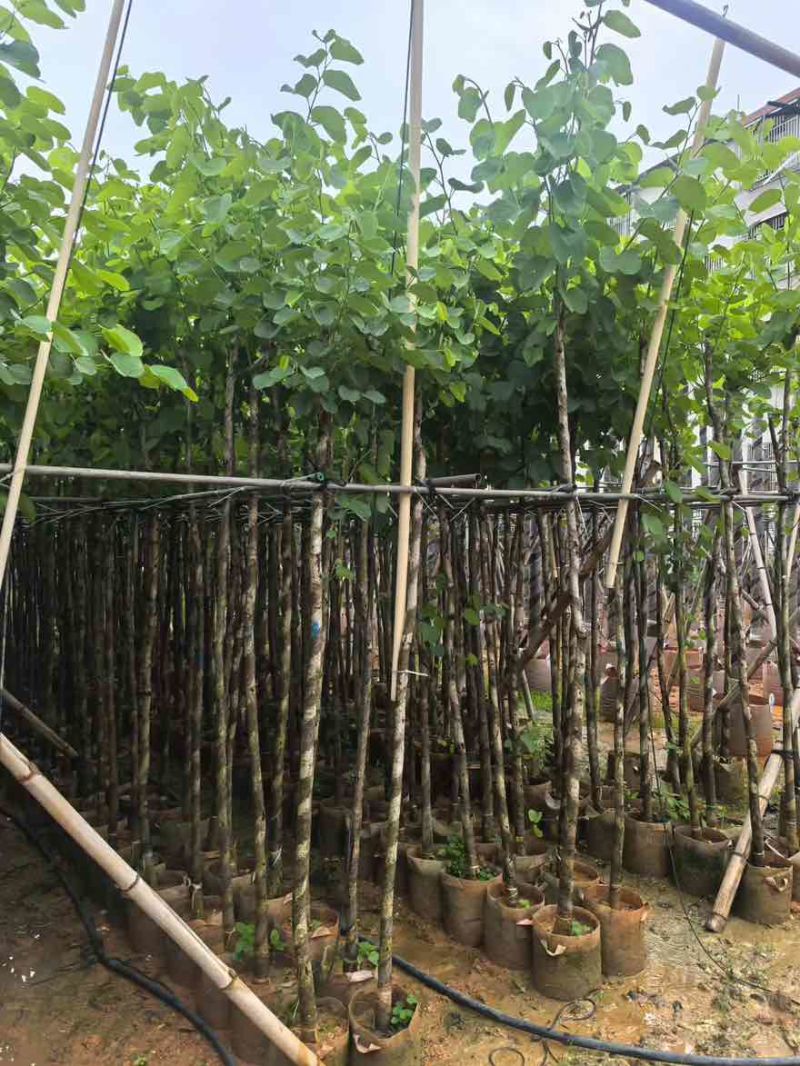 宫粉紫荆3-12分，基地直销，价钱优惠，大量低价出售