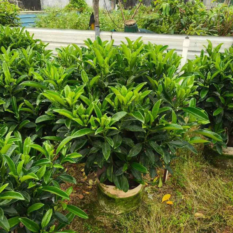 非洲茉莉7斤袋，10斤袋，白布袋，球形，基地直销，大量现货