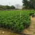非洲茉莉7斤袋，10斤袋，白布袋，球形，基地直销，大量现货