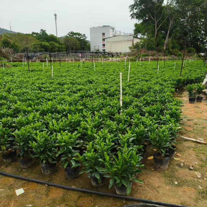 非洲茉莉7斤袋，10斤袋，白布袋，球形，基地直销，大量现货