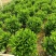 非洲茉莉7斤袋，10斤袋，白布袋，球形，基地直销，大量现货