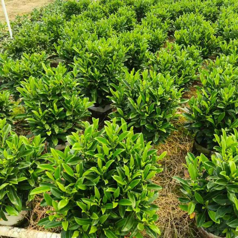 非洲茉莉7斤袋，10斤袋，白布袋，球形，基地直销，大量现货