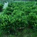 非洲茉莉7斤袋，10斤袋，白布袋，球形，基地直销，大量现货