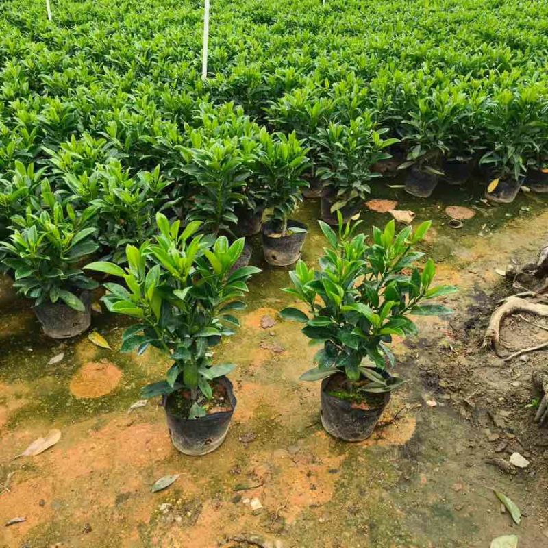 非洲茉莉7斤袋，10斤袋，白布袋，球形，基地直销，大量现货