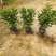 非洲茉莉7斤袋，10斤袋，白布袋，球形，基地直销，大量现货
