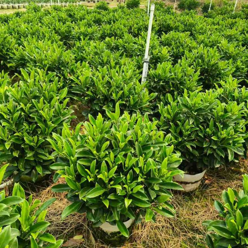非洲茉莉7斤袋，10斤袋，白布袋，球形，基地直销，大量现货