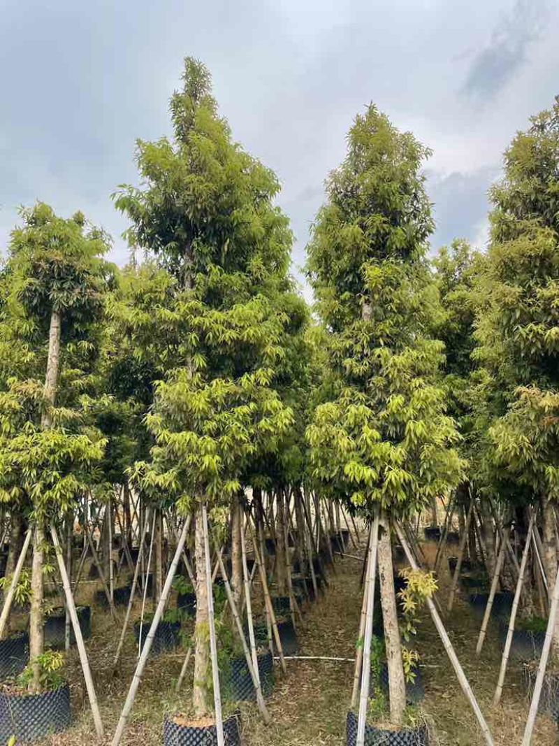 金丝楠木3-25分，基地直销，各种规格，大量现货