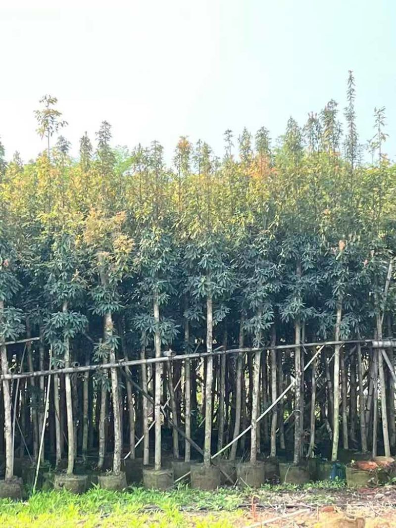 金丝楠木3-25分，基地直销，各种规格，大量现货