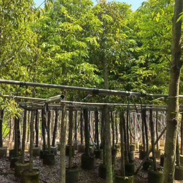 金丝楠木3-25分，基地直销，各种规格，大量现货