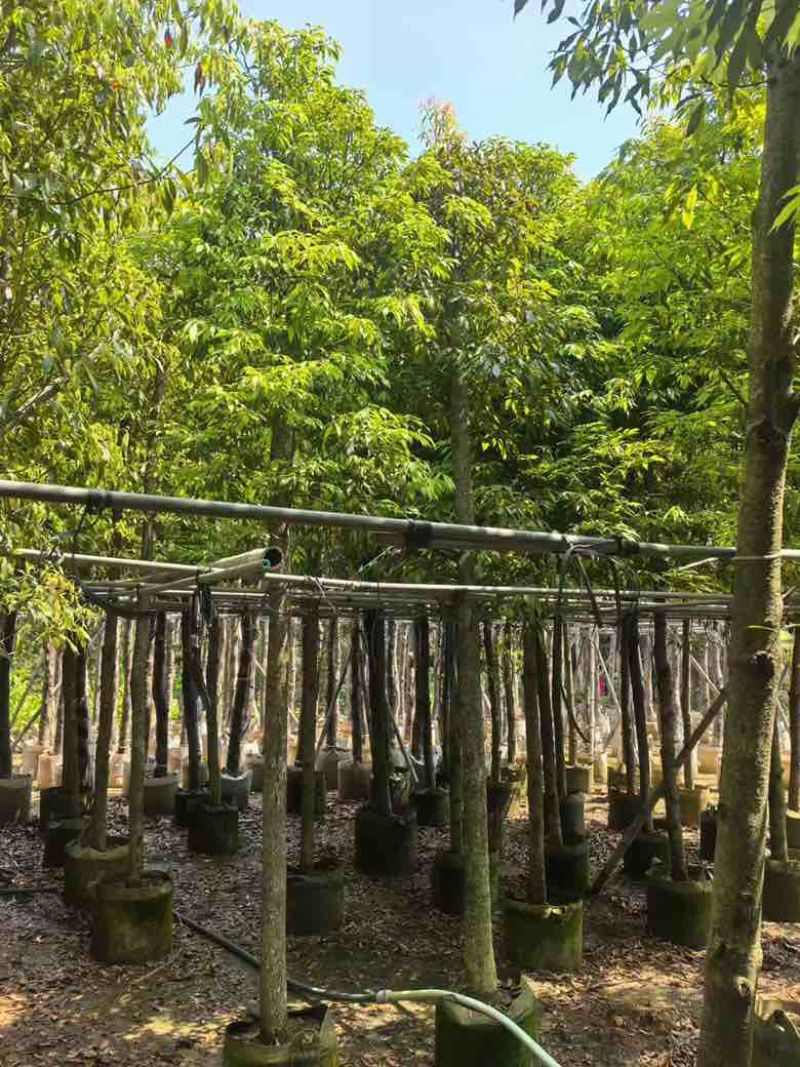 金丝楠木3-25分，基地直销，各种规格，大量现货