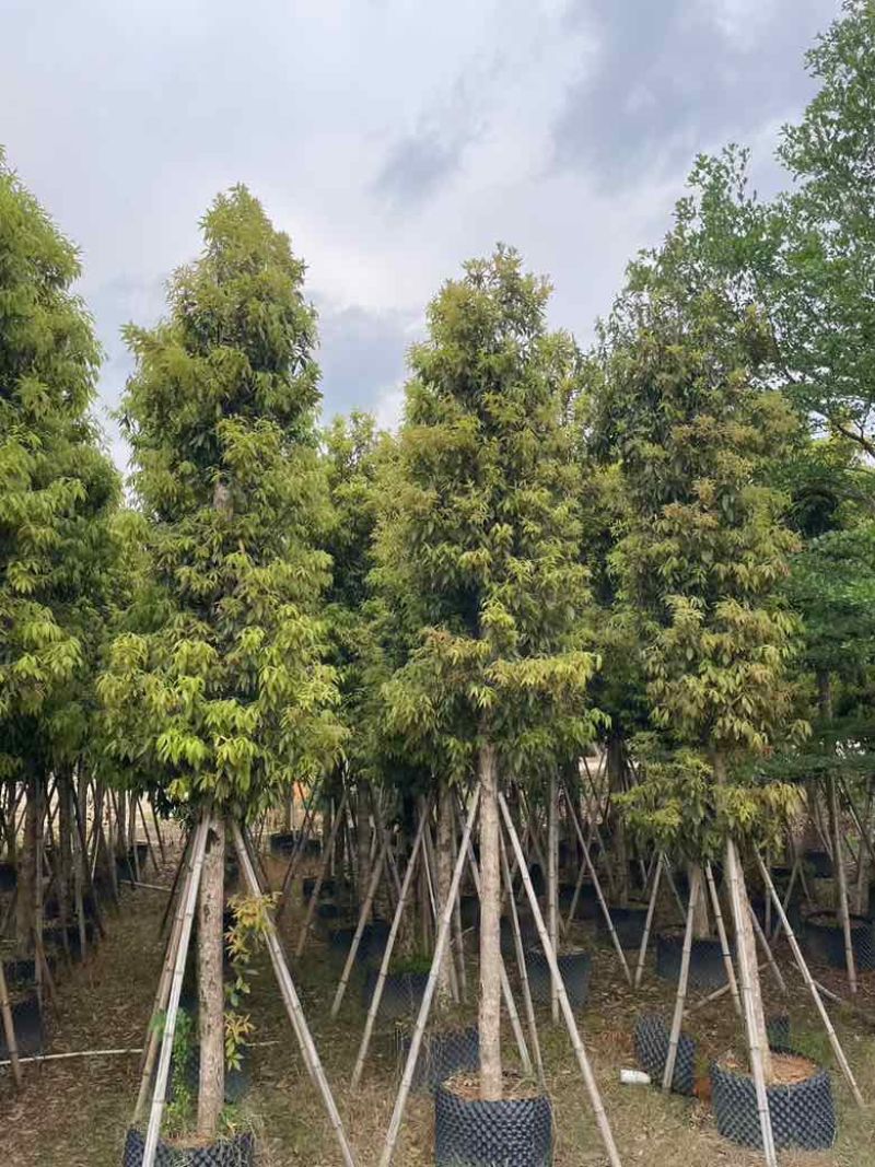 金丝楠木3-25分，基地直销，各种规格，大量现货