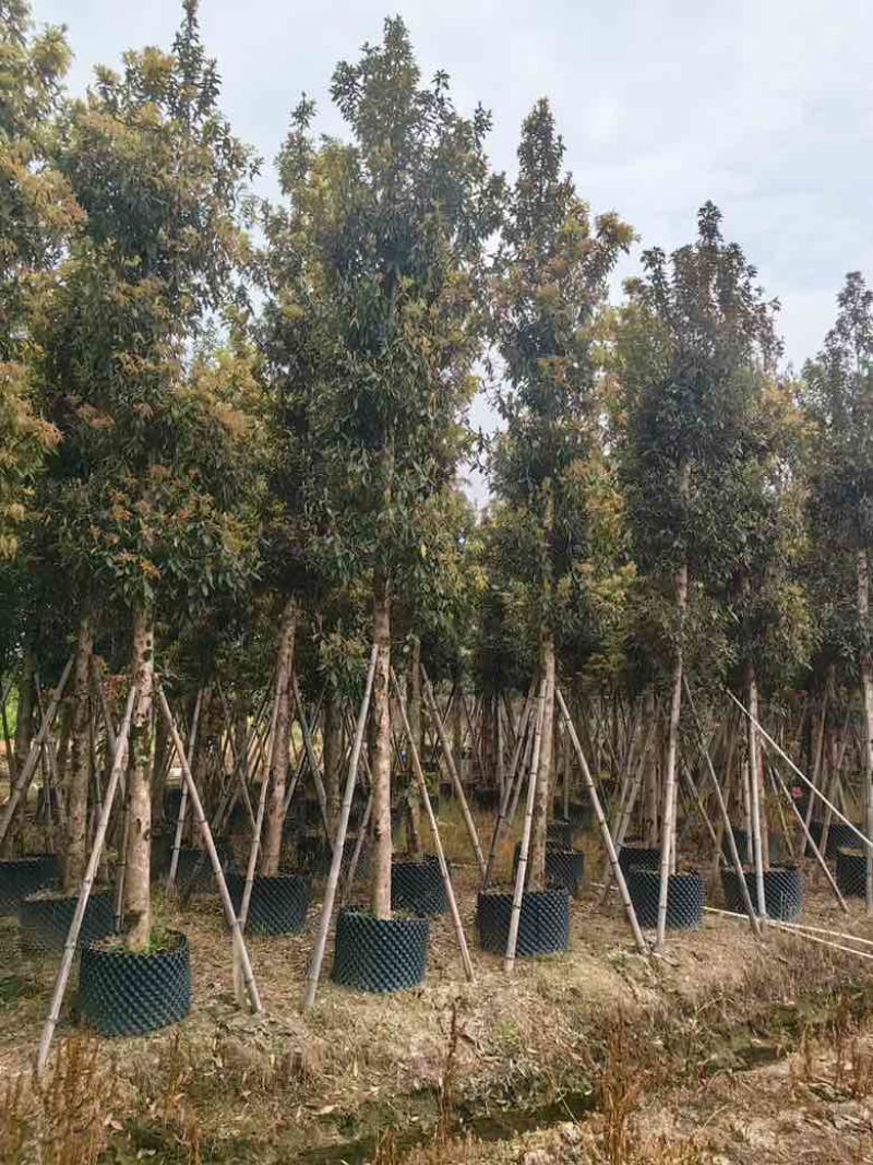 金丝楠木3-25分，基地直销，各种规格，大量现货