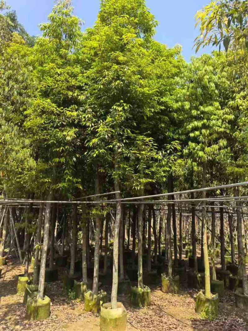 金丝楠木3-25分，基地直销，各种规格，大量现货